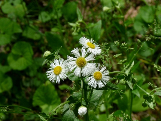 {Erigeron philadelphicus}